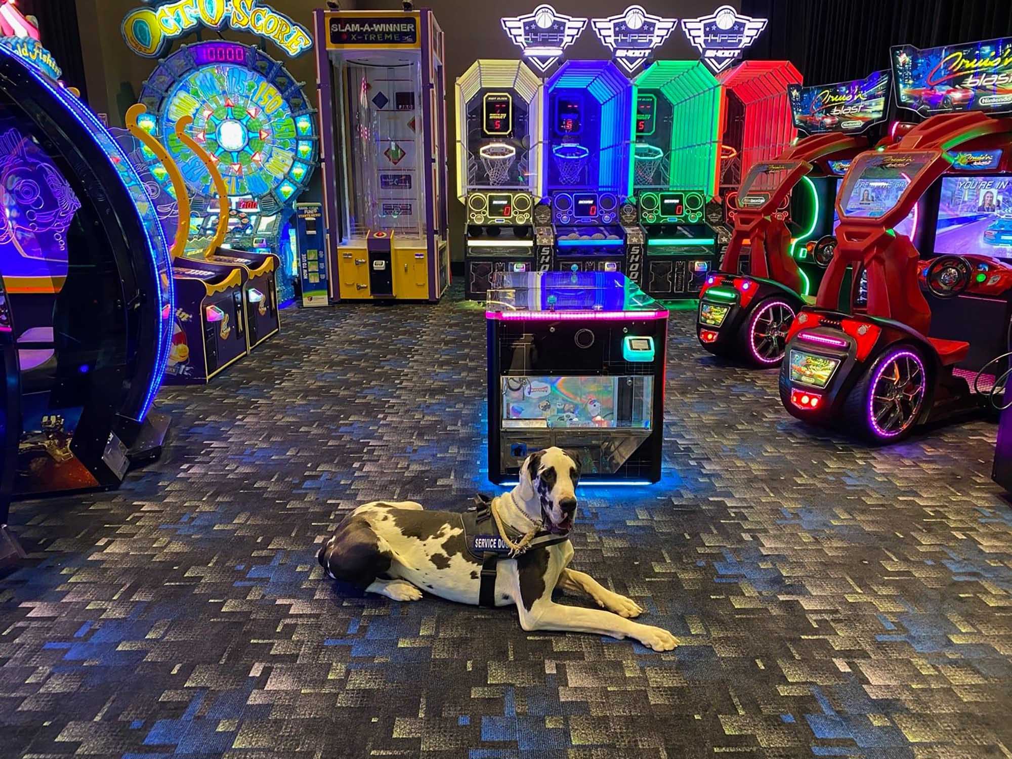 Photo: A black and white Great Dane lays in the middle of a casino floor. The Great Dane is wearing a red vest that indicates the dog is a service dog.