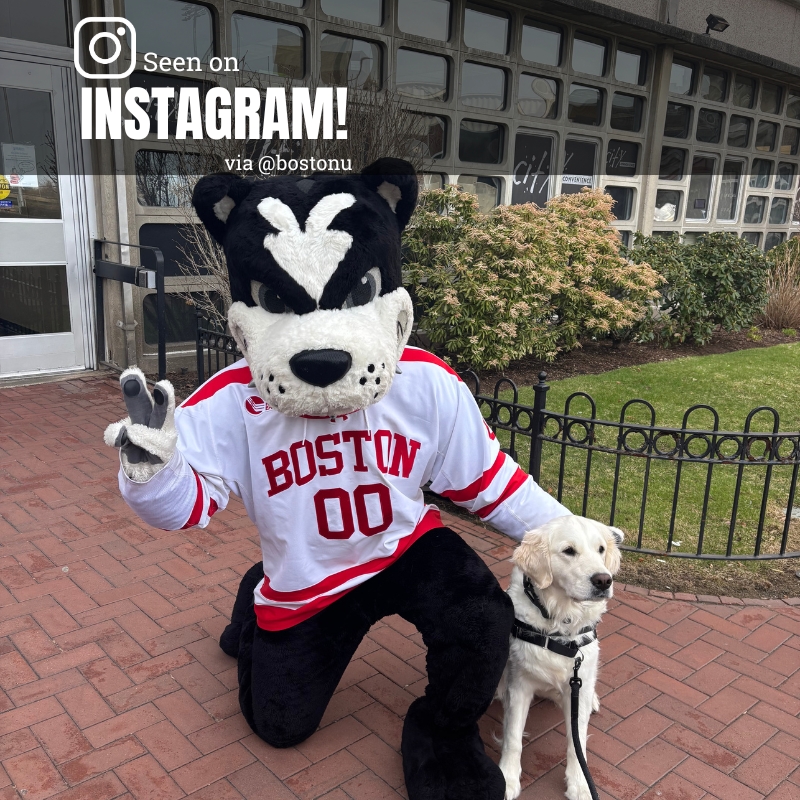 Photo: A picture of Rhett, Boston University's mascot, and Bean, an English cream golden retriever comfort dog. Text overlay reads as "Seen on Instagram! via @bostonu"