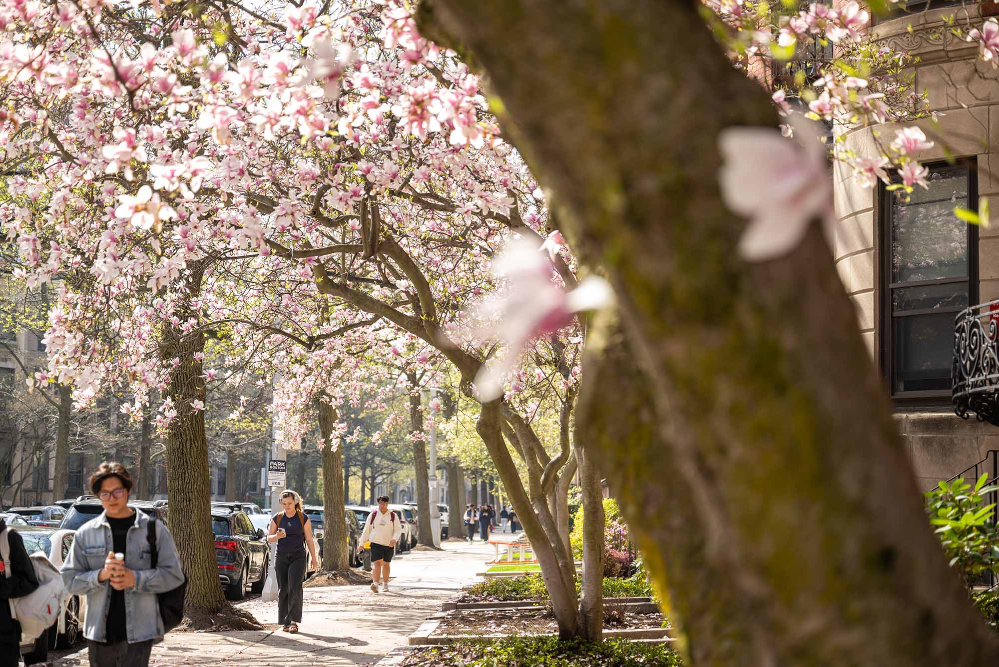 Photo: A shot of the magnolia trees flowering on the sidewalk while students linger.