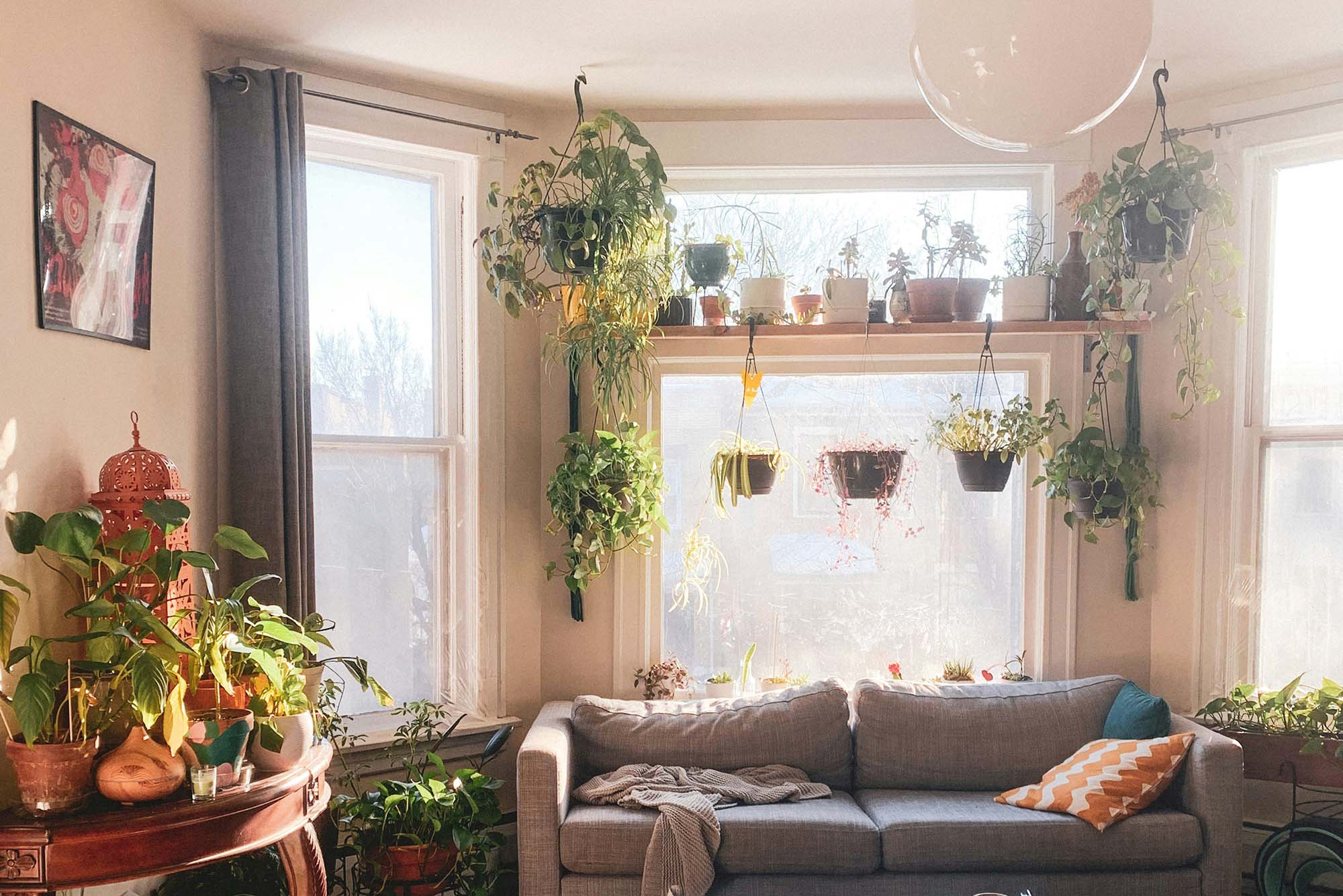 Photo: A cozy apartment filled with houseplants