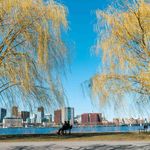 Photo: The Charles River Esplanade on a bright, sunny day