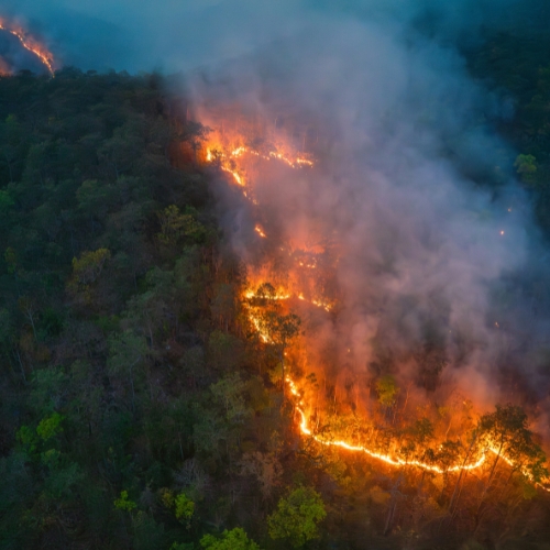 Wildfires rip through a forested area