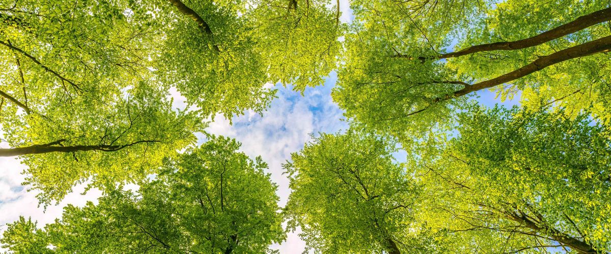 Worms-eye view of trees and sky.
