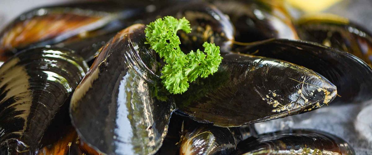 Mussels on a bed of ice.