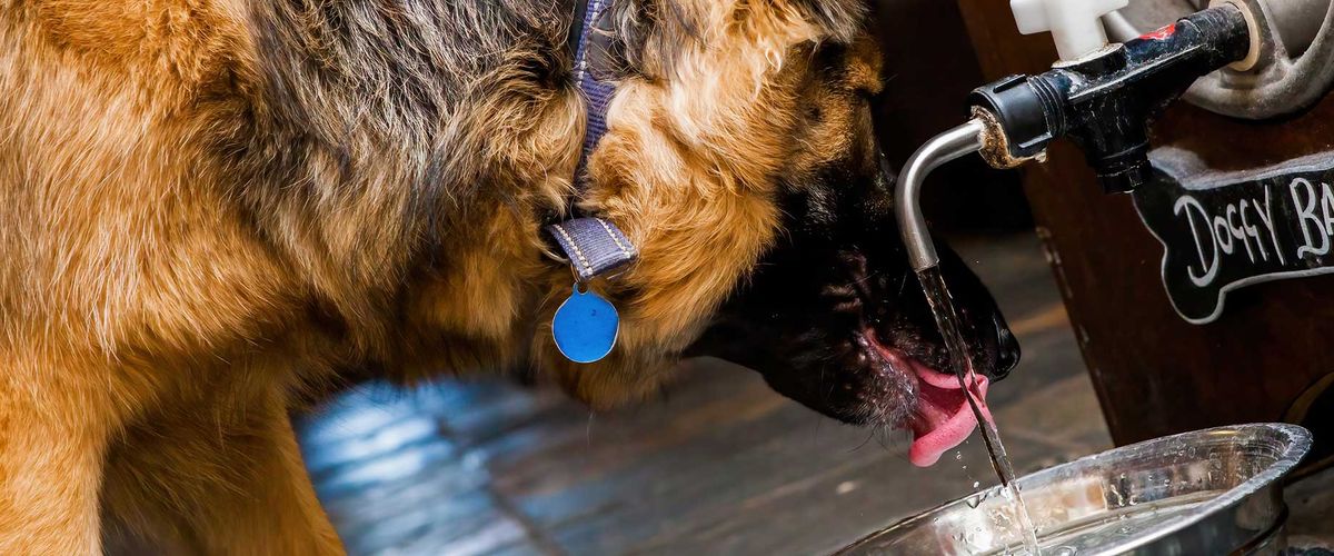 Popular New Dog Bar Founded by Urban Affairs Alum