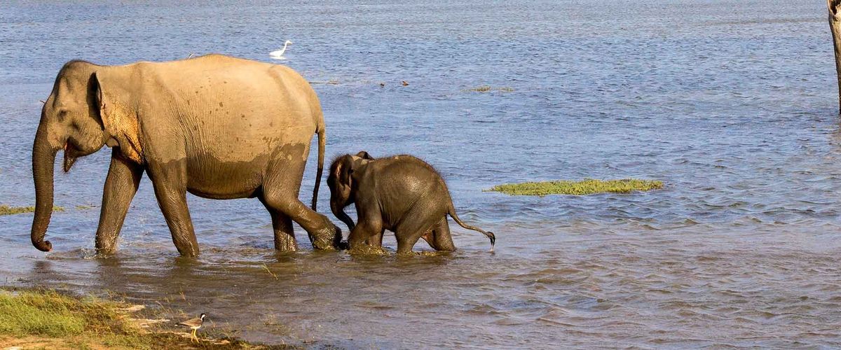 Elephant mother and elephant baby walking together in the water