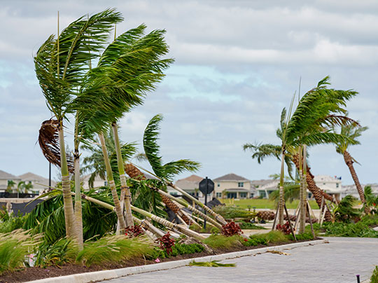 Palm trees fallen by a hurricane in Florida