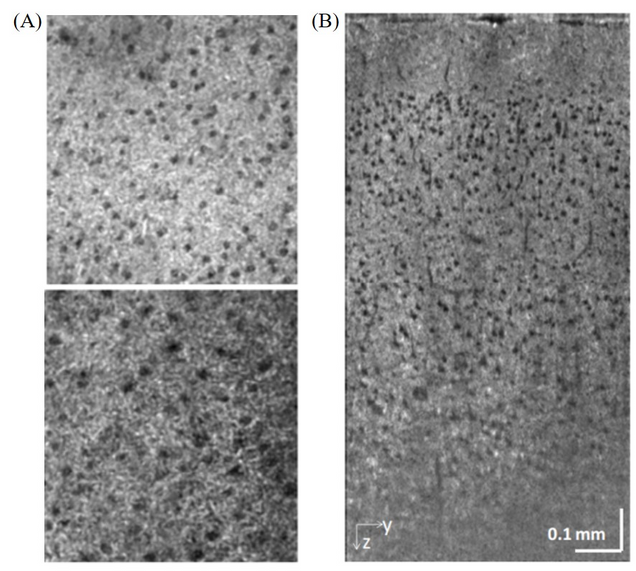 Fig4