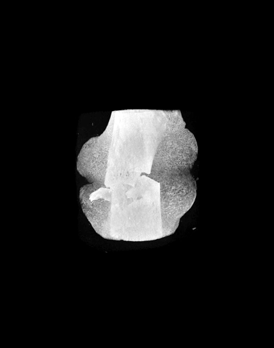 FX_Callus_Test