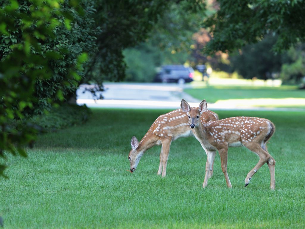 deer