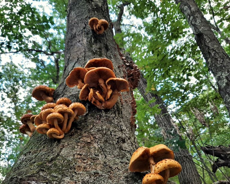 Mushrooms on tree