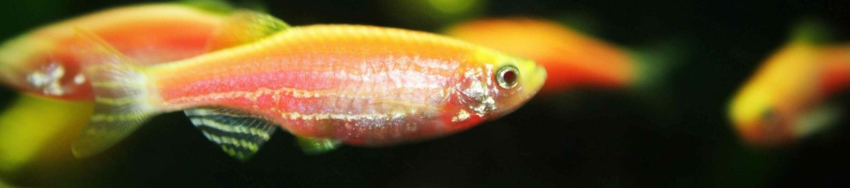 Orange fish