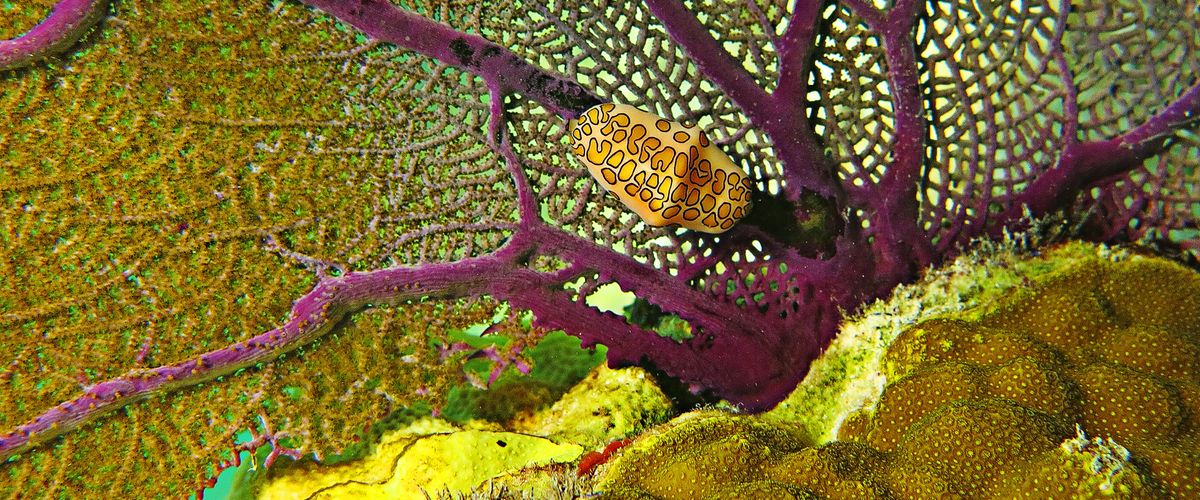 Cyphoma gibbosum