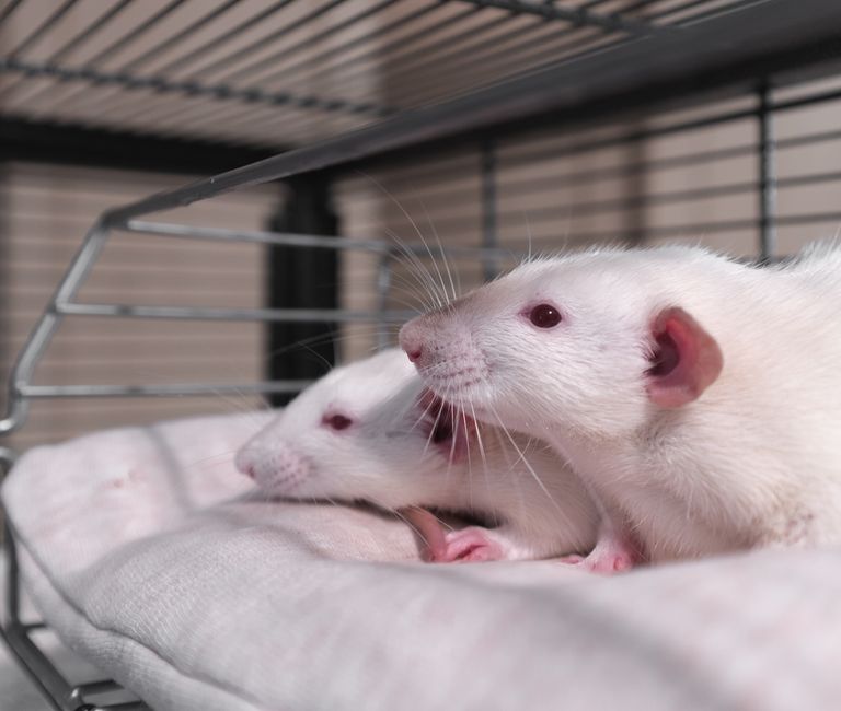 Rodents