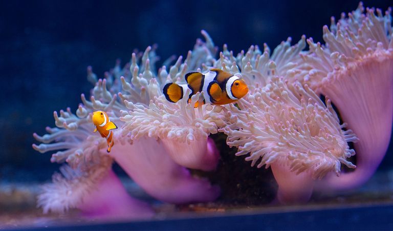 Clown fish and anemone