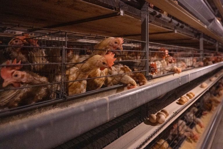 Chickens laying eggs in factory
