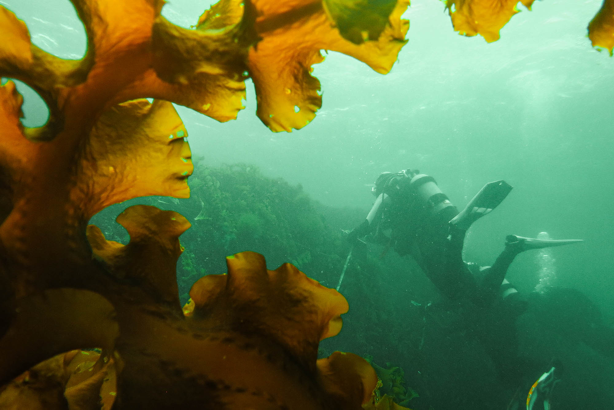 BU student researcher Sierra Koerber-Marx works underwater at Nubble Light on Maine’s southern coast, while her sugar kelp subjects crowd the foreground