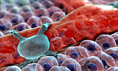 Cells With Pericyte