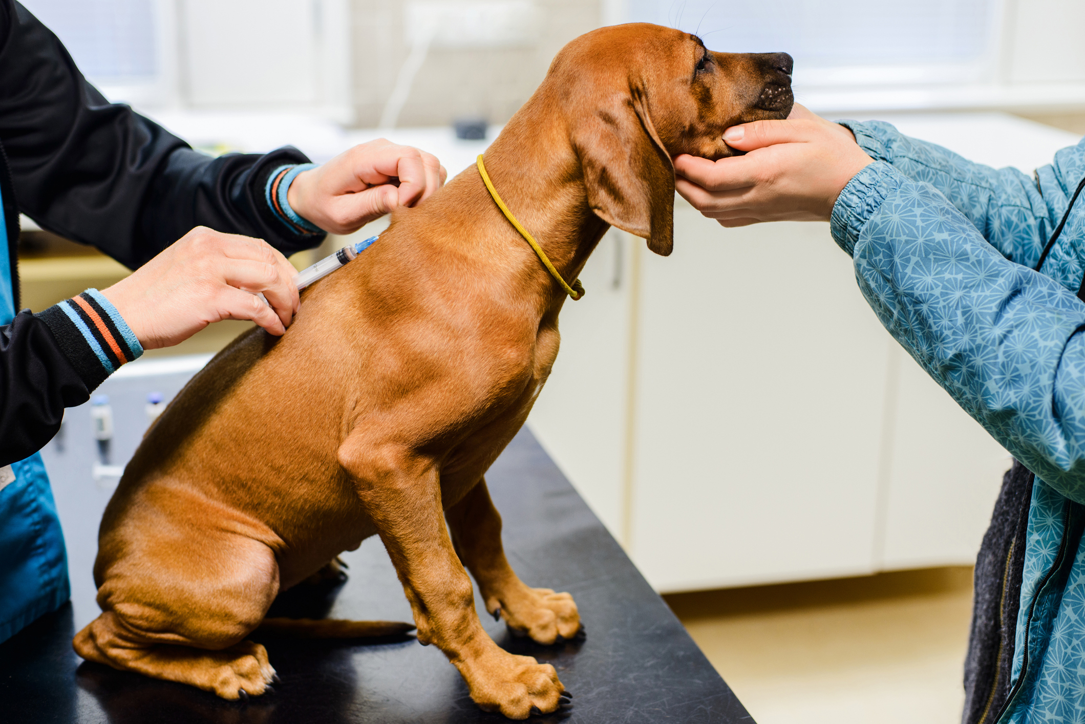 Rhodesian ridgeback puppy second vaccination in vet clinic