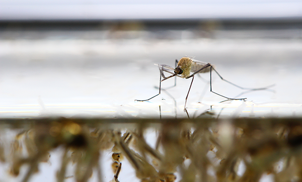 Mosquito larva in water