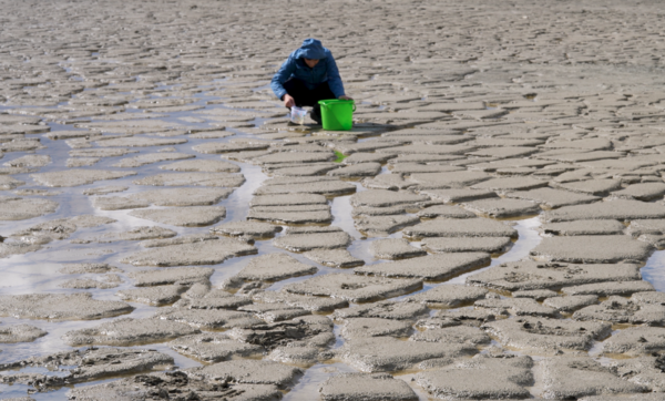 A person hunches over a dried up river bed with a bucket.