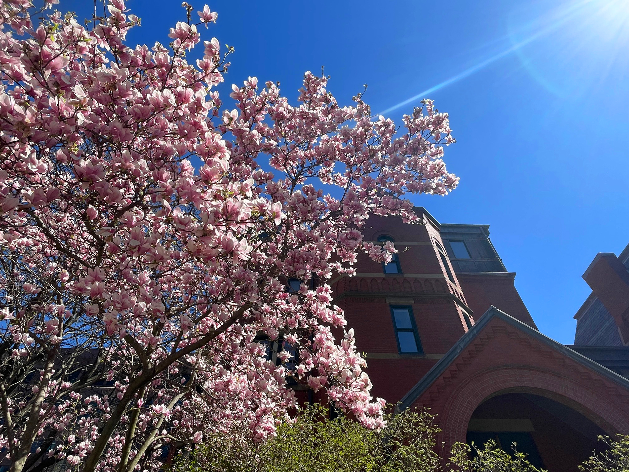 Pink flowers outside the Talbot building
