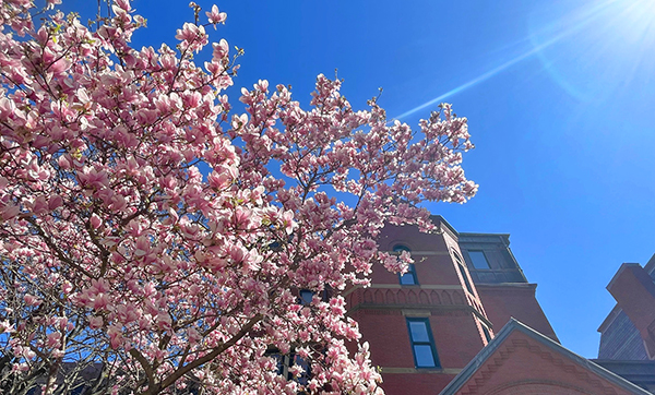 Pink Spring flowers at BUSPH