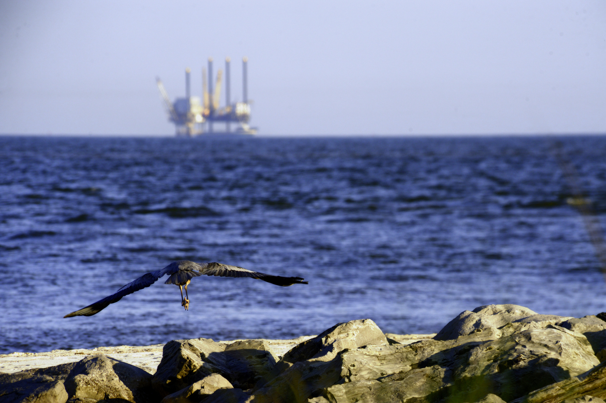 A crane takes flight in Mobile, Alabama. On the horizon is one of many oil rigs in the Gulf of Mexico.