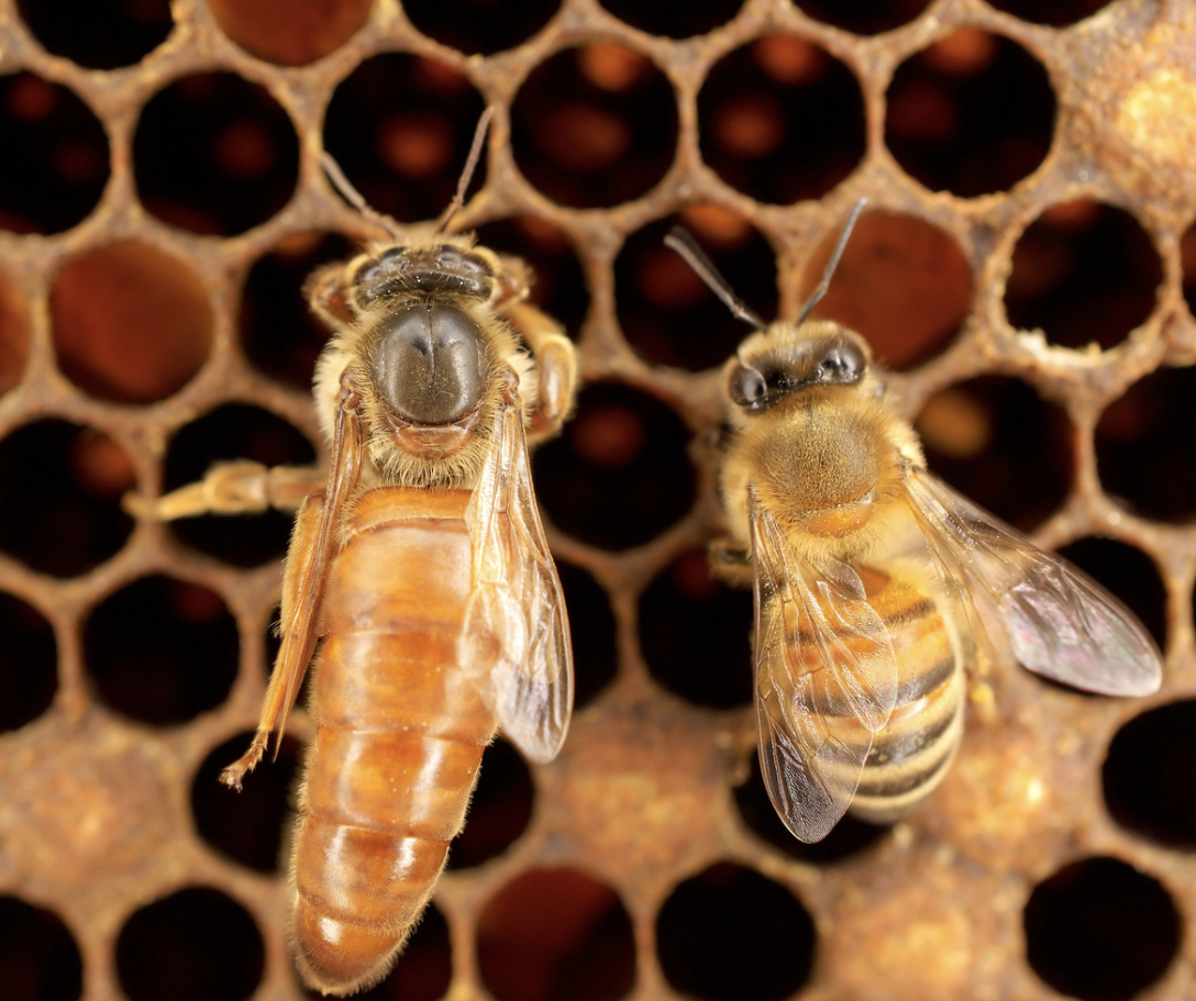 Two bees on a honeycomb
