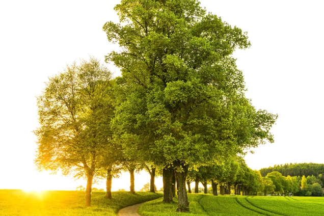 URBAN TREE CANOPIES